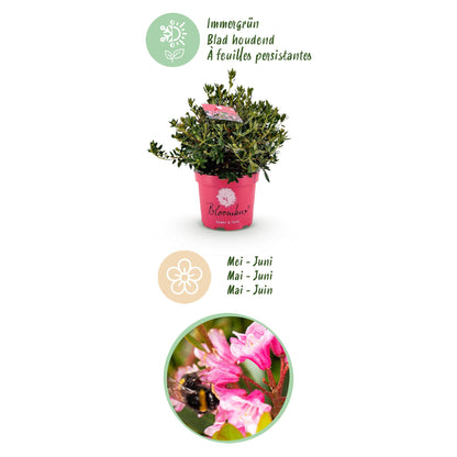 Green boutiQ - Zwerg-Rhododendron - Rhododendron Bloombux Magenta - Blühende Buxus - Wenig Pflege - Rosa Blüte - 2 Pflanzen - Topf 23cm - Höhe 45-55cm 
