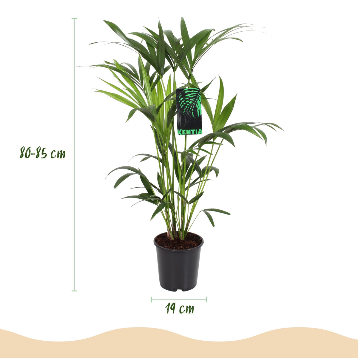 Green boutiQ - Zimmerpflanze - Howea Forsteriana - Kentia Palme - Wenig Pflege - Grün - 1 Pflanze - mit Korb - Topf 19cm - Höhe 80-85cm 