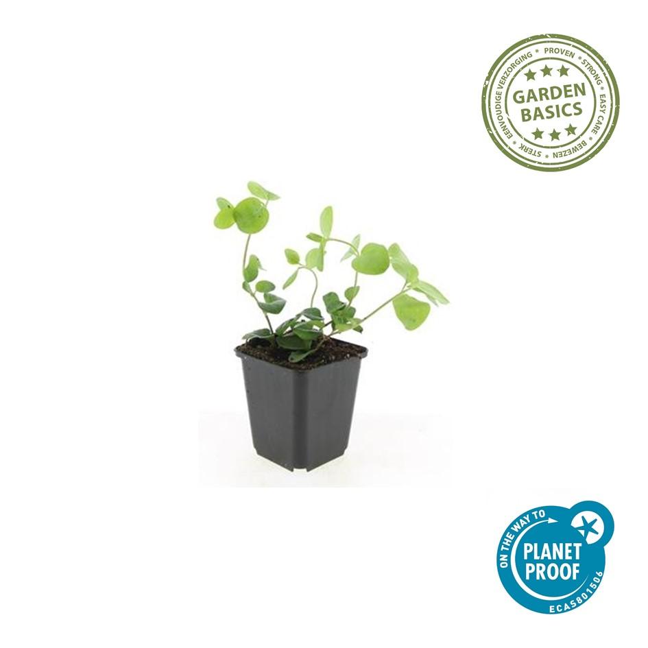 Großes Immergrün Vinca major – ↕10-25cm – Ø9cm – 6 Pflanzen – Immergrüner Bodendecker mit violett – blauen Blüten