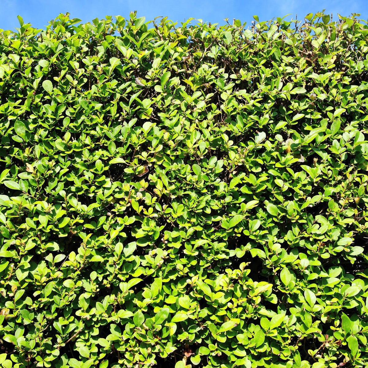 Ovalblättriger Liguster Ligustrum ovalifolium – Immergrün – Heckenpflanze – Blatt Grün – 6 Pflanzen – 1 m laufend – Pflegeleicht – 17cm Höhe 55cm 