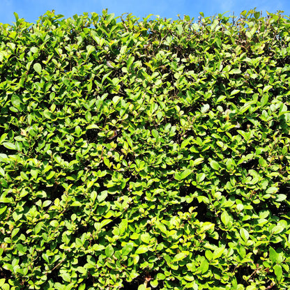 Ovalblättriger Liguster Ligustrum ovalifolium – Immergrün – Heckenpflanze – Blatt Grün – 6 Pflanzen – 1 m laufend – Pflegeleicht – 17cm Höhe 55cm 