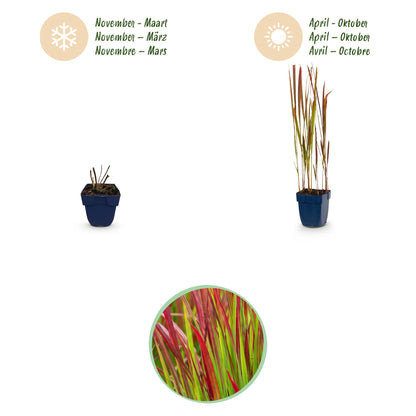 Blutgras 'Red Baron' – Imperata cylindrica 'Red Baron' – 6 Pflanzen – Topf Ø11cm – Staude für Garten & Balkon – Ansicht 4