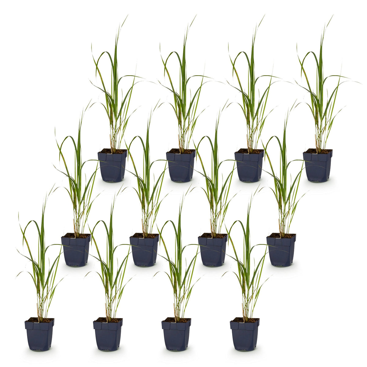 Rohrglanzgras 'Karl Foerster' – Molinia arundinacea 'Karl Foerster' – 12 Pflanzen – Topf Ø11cm – Ansicht 2