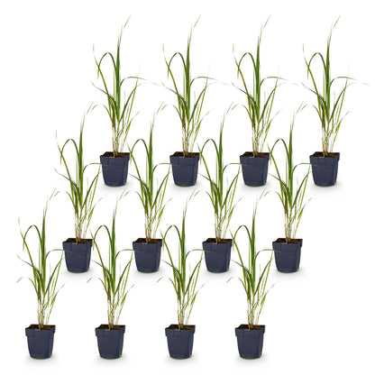 Rohrglanzgras 'Karl Foerster' – Molinia arundinacea 'Karl Foerster' – 12 Pflanzen – Topf Ø11cm – Ansicht 2