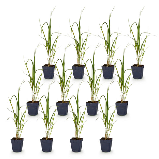 Rohrglanzgras 'Karl Foerster' – Molinia arundinacea 'Karl Foerster' – 12 Pflanzen – Topf Ø11cm – Ansicht 2