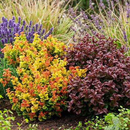 GreenboutiQ - Gartenpflanze - Leucothoe Curly Duo - Gelb & Rot - 2 Pflanzen - Immergrün - Pflegeleicht - Topf 17cm Höhe 40cm 