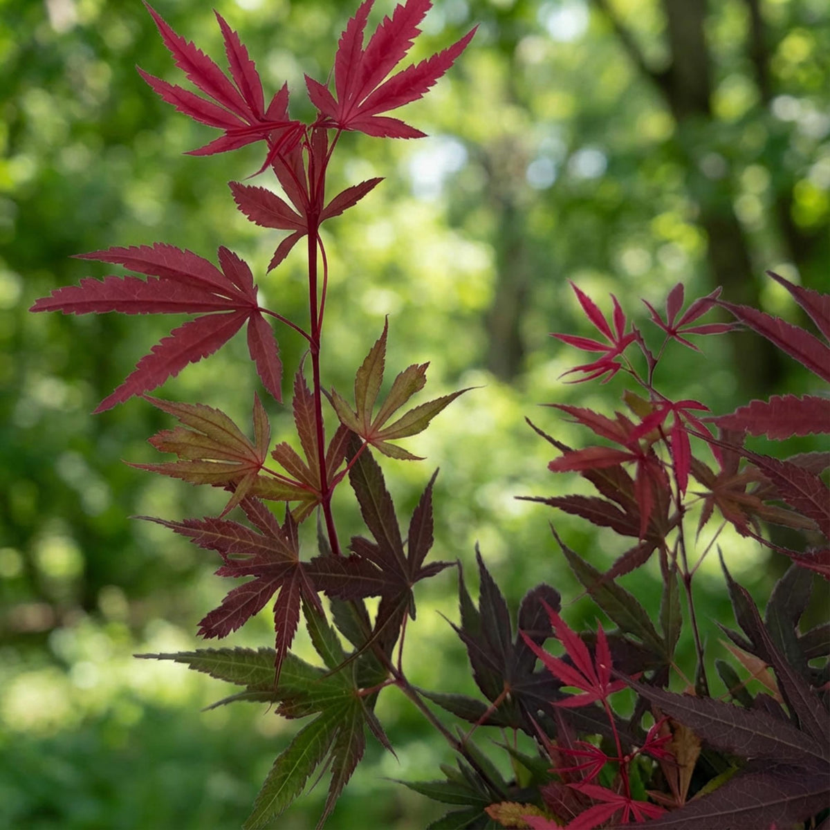 Japanischer Ahorn 'Shaina' – Acer palmatum 'Shaina' – Topf Ø26cm – Höhe 90cm – Ansicht 5