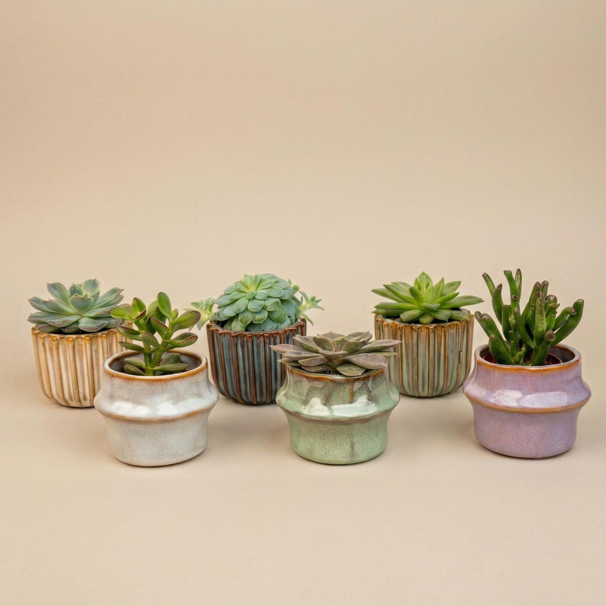 Sukkulenten-Set 6 Stück mit Mini-Keramiktöpfen Barcelona 