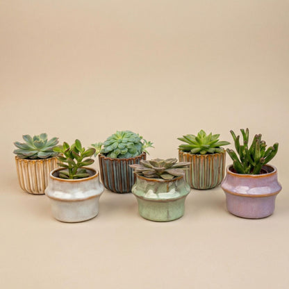 Sukkulenten-Set 6 Stück mit Mini-Keramiktöpfen Barcelona 