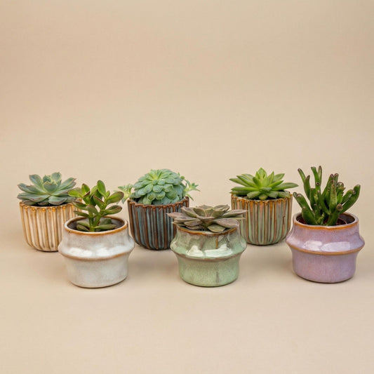 Sukkulenten-Set 6 Stück mit Mini-Keramiktöpfen Barcelona 