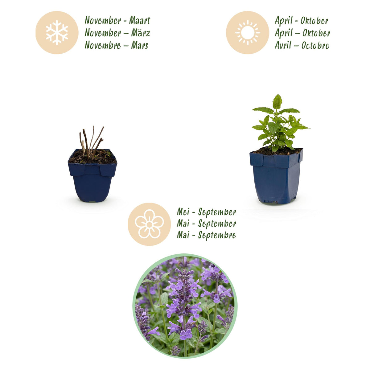 Katzenminze 'Neptune' – Nepeta nervosa 'Neptune' – Topf Ø11cm – Bienenfreundliche Staude für Garten & Balkon – Ansicht 4