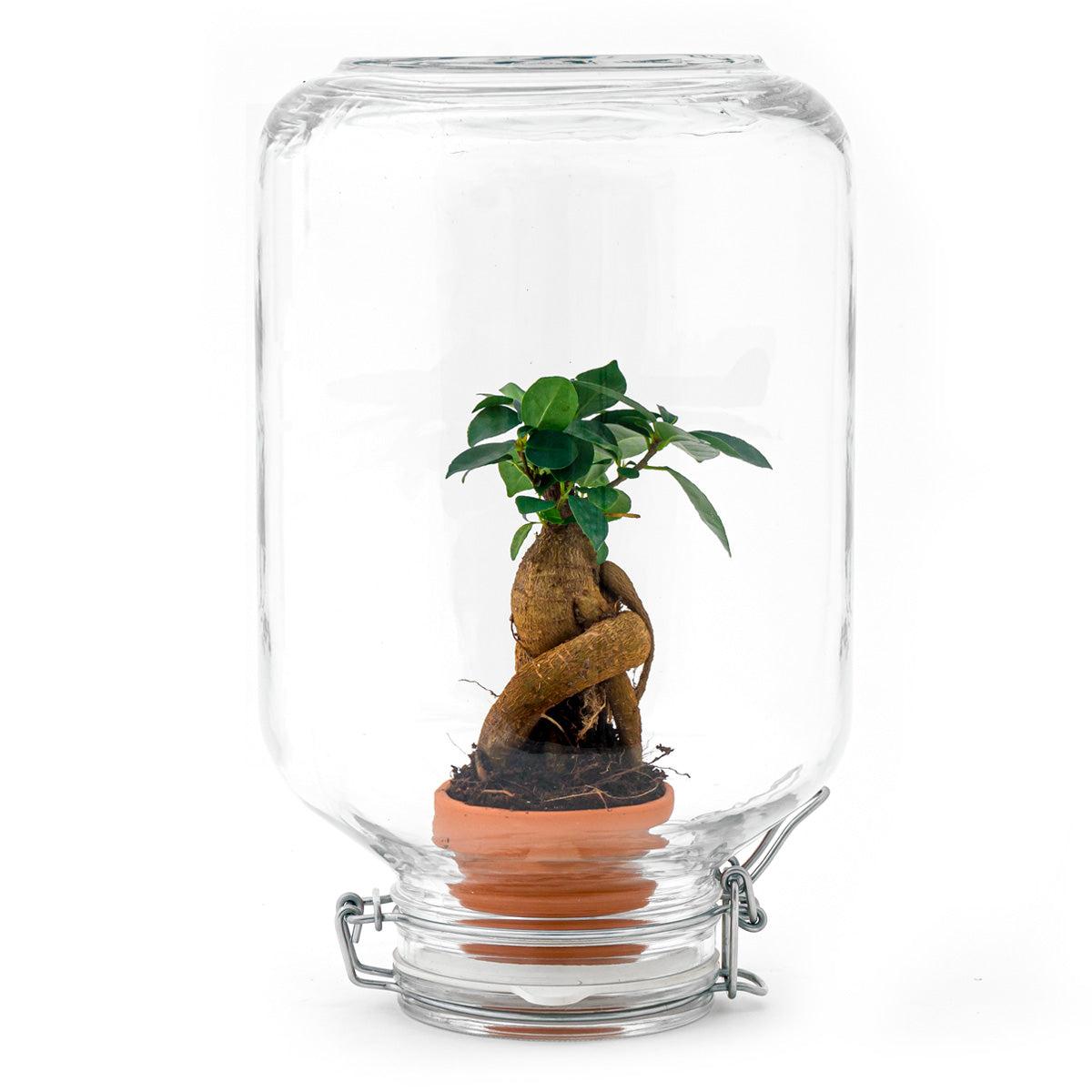 Flaschengarten Easyplant – Terrarium mit Ficus Ginseng Bonsai – Selbstbewässernde Zimmerpflanze im italienischen Einmachglas – Pflegeleicht & Nachhaltig 
