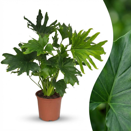 Green boutiQ - Zimmerpflanze - Philodendron - Philodendron Lickety split - Grün - Pflegeleicht - 1 Pflanze - Topf 19cm - Höhe 70cm 