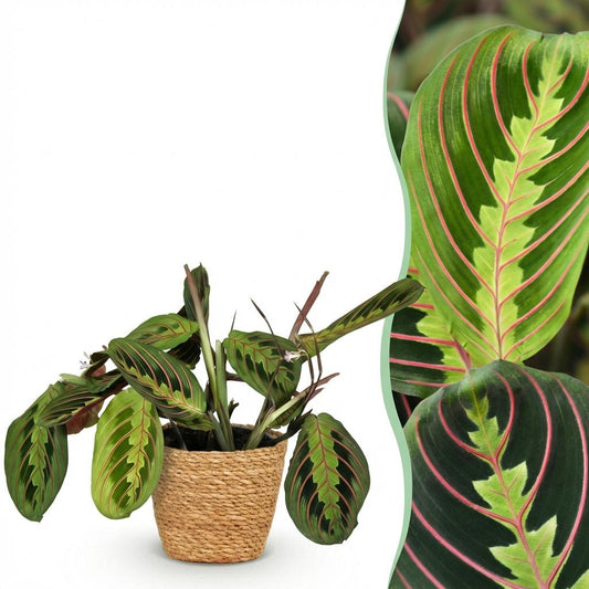 Green boutiQ - Zimmerpflanze - Maranta Fascinator Tricolour - Gebetsblatt - Haustierfreundliche Pflanze - Grün - 1 Pflanze - mit Korb - Topf 12cm - Höhe 25cm 