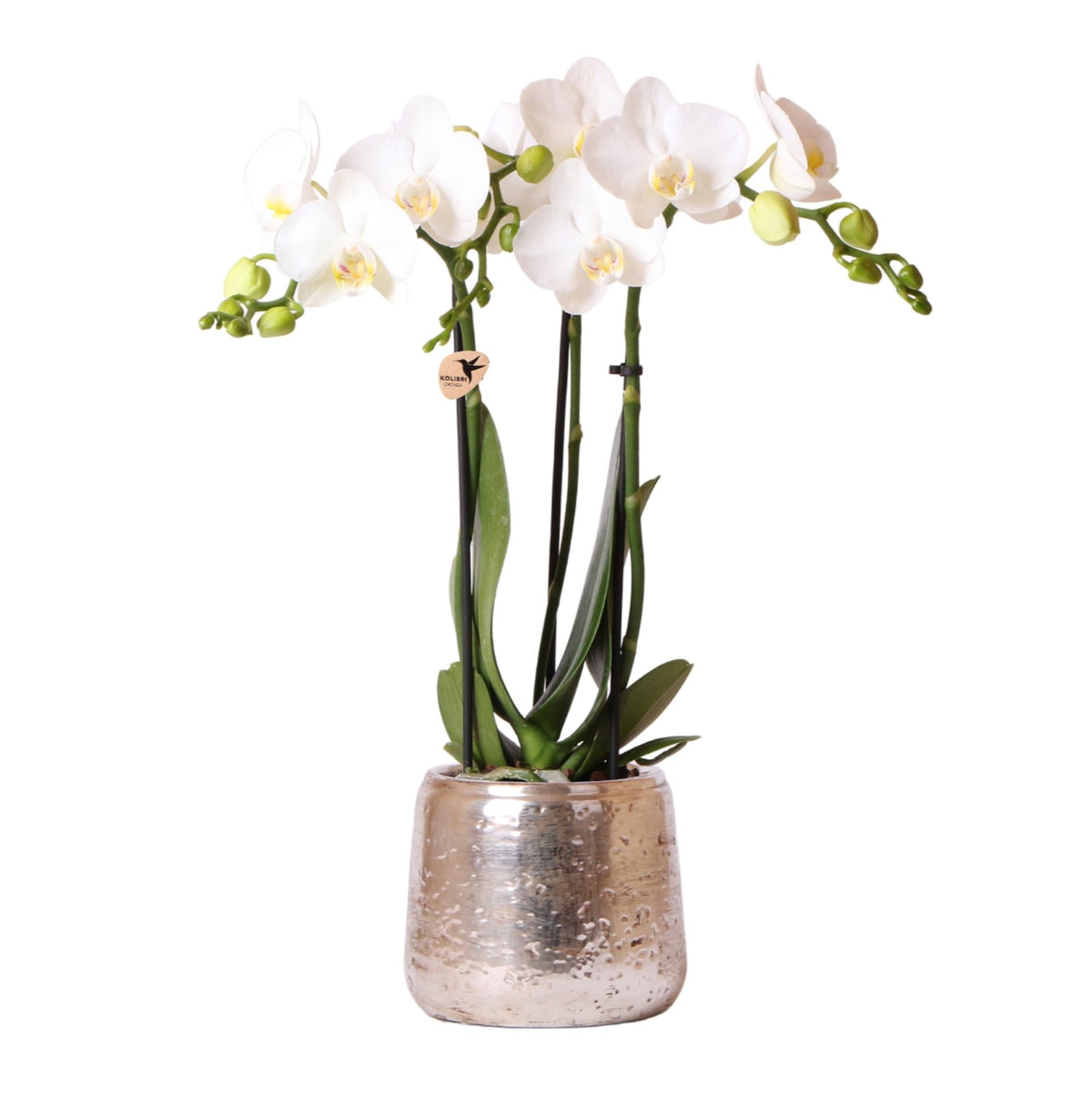 Weiße Phalaenopsis Orchidee Amabilis – 2-3 Zweige – Luxus-Ziertopf Silber Ø9cm – Höhe 40cm – Blühende Zimmerpflanze – Frisch vom Züchter 