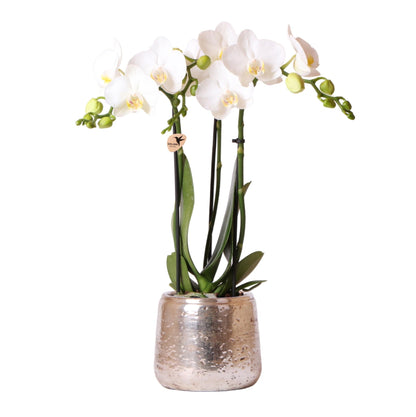 Weiße Phalaenopsis Orchidee Amabilis – 2-3 Zweige – Luxus-Ziertopf Silber Ø9cm – Höhe 40cm – Blühende Zimmerpflanze – Frisch vom Züchter 