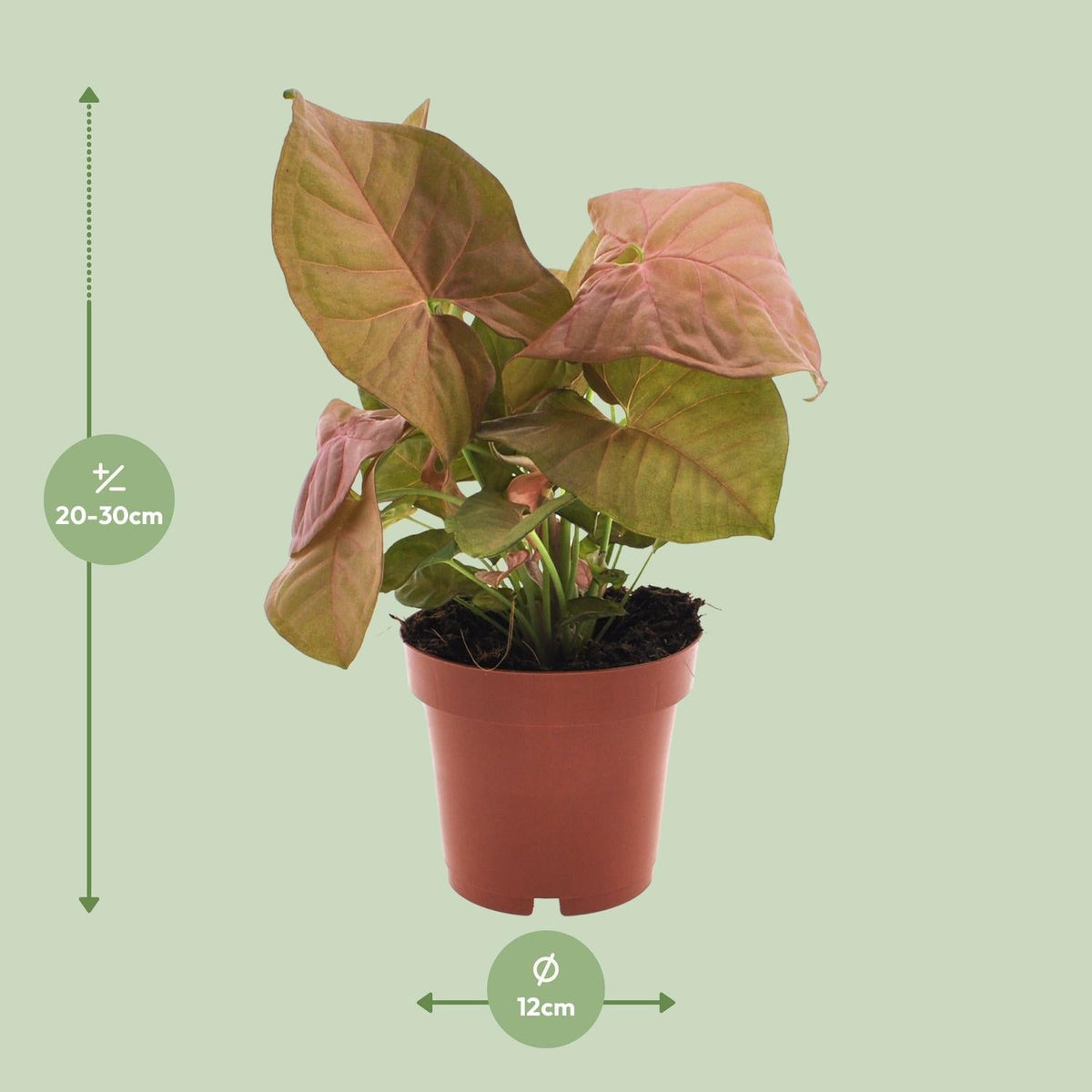 Purpurtute – Syngonium Neon – Pfeilspitzengewächs – Zimmerpflanze – Ø12 cm – ↕25 cm – Halbschatten – Pflegeleicht – Dekorativ 