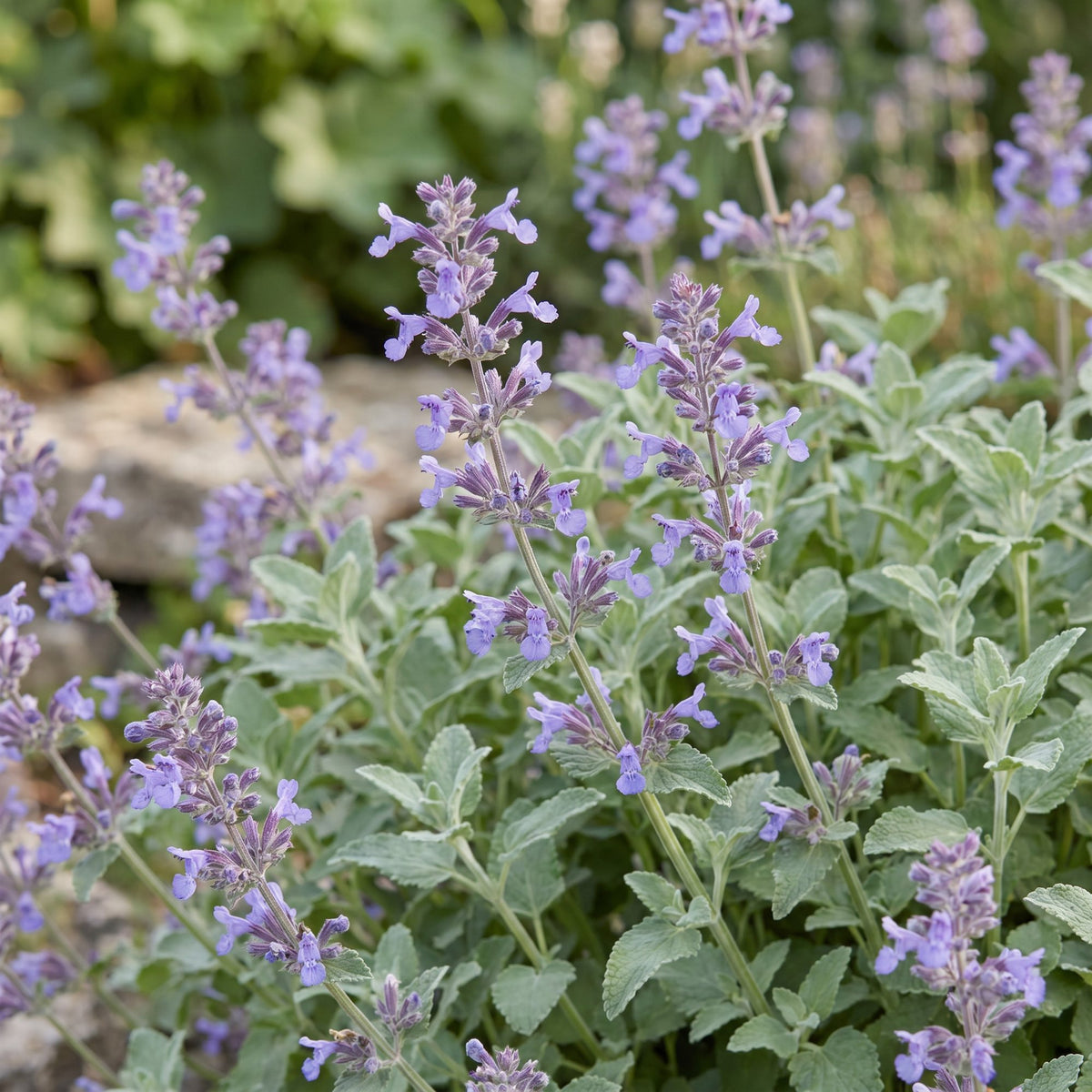 Katzenminze – Nepeta faassenii – Topf Ø11cm – Bienenfreundliche Staude für Garten & Balkon – Ansicht 5