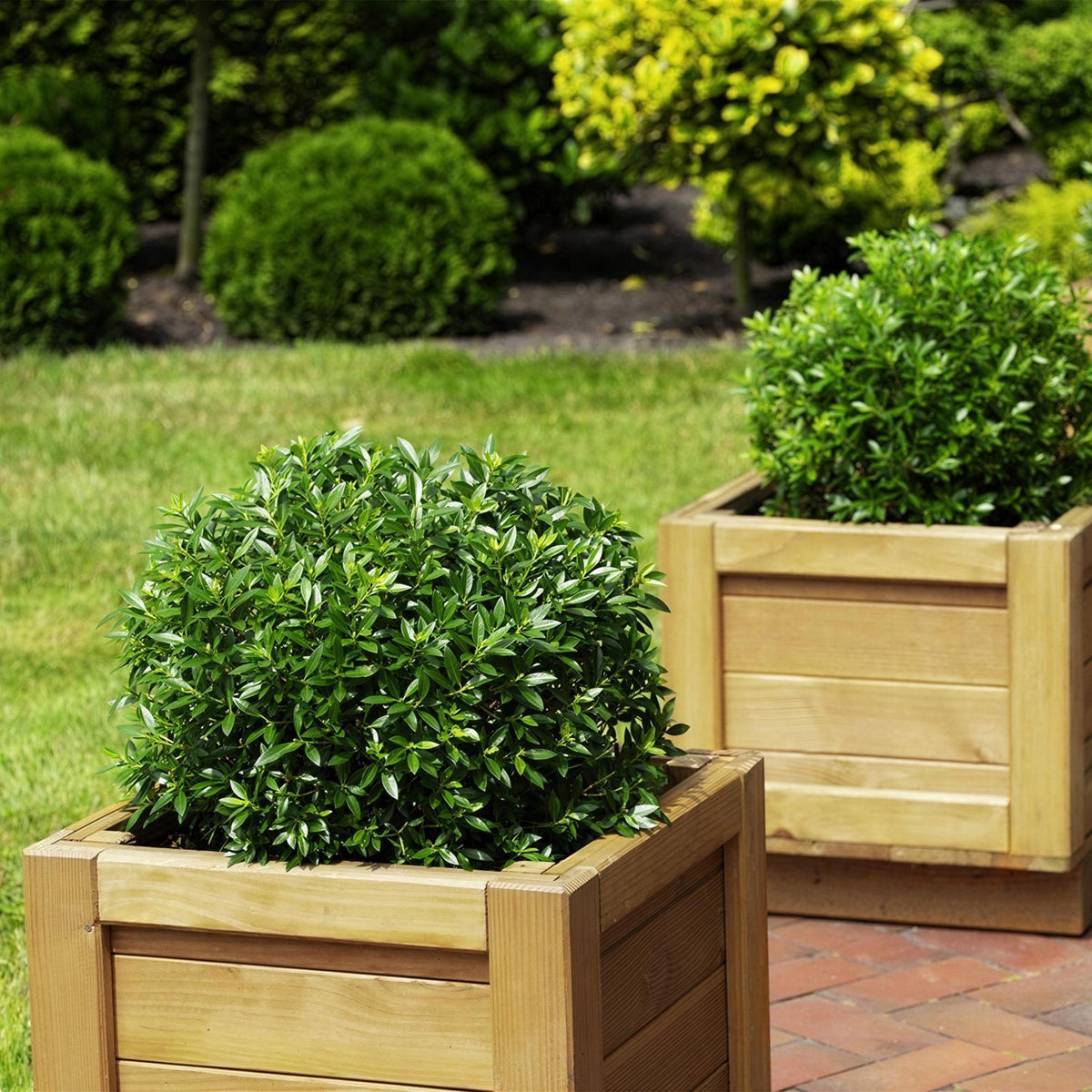 Green boutiQ - Zwerg-Rhododendron - Rhododendron Bloombux Light Pink - Blühende Buxus - Wenig Pflege - Hellrosa Blüte - 1 Pflanze - Topf 23cm - Höhe 45-55cm 