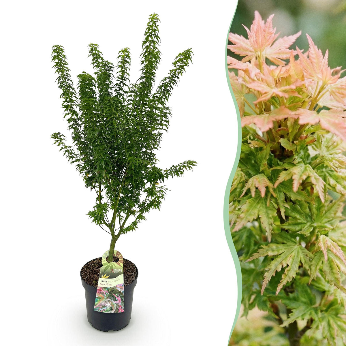 Green boutiQ - Gartenpflanze - Acer palmatum Koto Hime - Japanischer Ahorn - Laubabwerfend - Grün - 1 - Topf 26cm - Höhe 90cm 