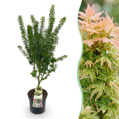Green boutiQ - Gartenpflanze - Acer palmatum Koto Hime - Japanischer Ahorn - Laubabwerfend - Grün - 1 - Topf 26cm - Höhe 90cm 