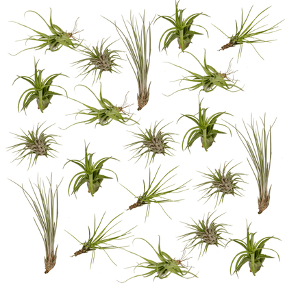 Tillandsia Air Mix – 20 Stück Luftpflanzen – Ø6cm – ca. 6cm hoch – Pflegeleichte Tillandsien-Mischung – Erdlos & dekorativ – Für kreative Wohnideen 