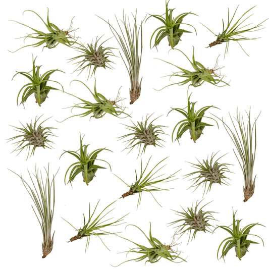 Tillandsia Air Mix – 20 Stück Luftpflanzen – Ø6cm – ca. 6cm hoch – Pflegeleichte Tillandsien-Mischung – Erdlos & dekorativ – Für kreative Wohnideen 
