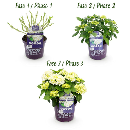 Hortensie Hydrangea macrophylla Forever & Ever Weiß – Balkonpflanze – 7-12 Blüten – Topf 23 cm – Höhe 55 cm – Pflegeleicht – Für Beet, Terrasse & Balkon 