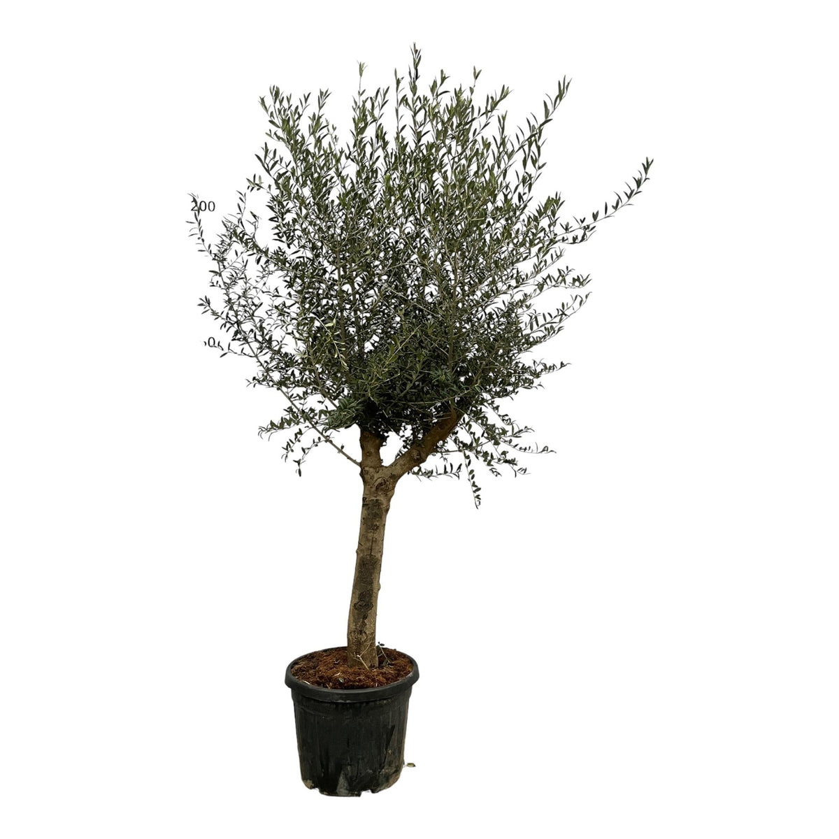 Olivenbaum Olea Lorc – ca. 200cm hoch – Ø45cm – Mediterrane Zimmer- & Gartenpflanze – Immergrün & pflegeleicht – Für sonnige Standorte 
