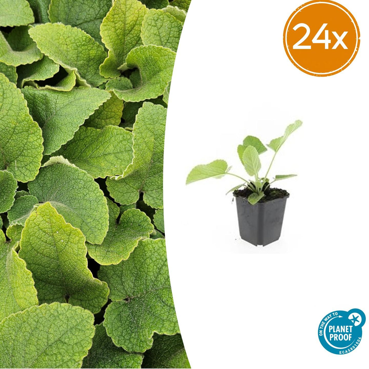 Russel Brandkraut Phlomis russeliana – ↕10-25cm – Ø9cm – Winterhart & Bienenfreundlich – Ansicht 16