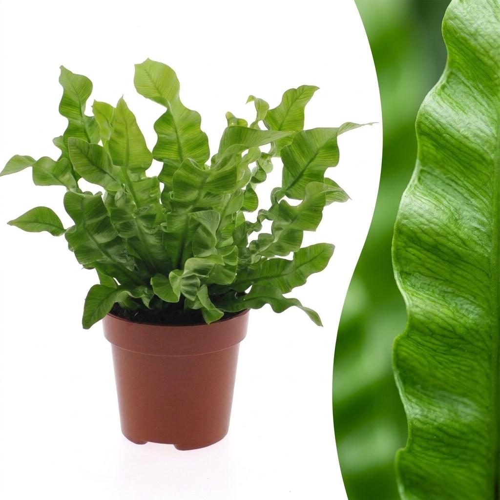 Krauser Wellenfarn 'Crispy Wave' – Asplenium nidus 'Crispy Wave' – Topf Ø12cm – Höhe 30cm