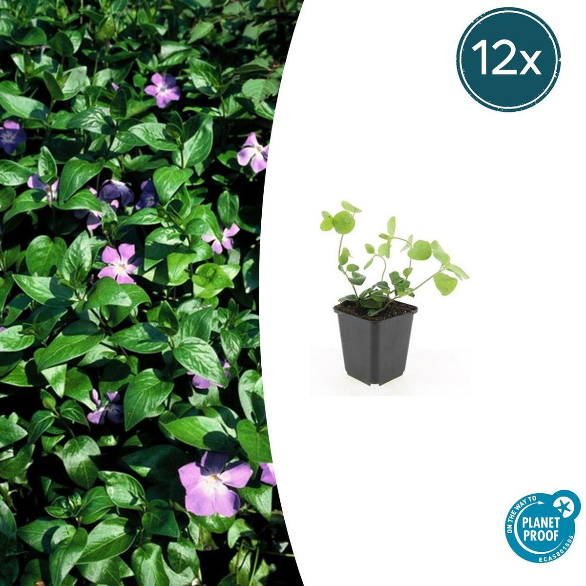 Großes Immergrün Vinca major – ↕10-25cm – Ø9cm – 6 Pflanzen – Immergrüner Bodendecker mit violett – blauen Blüten