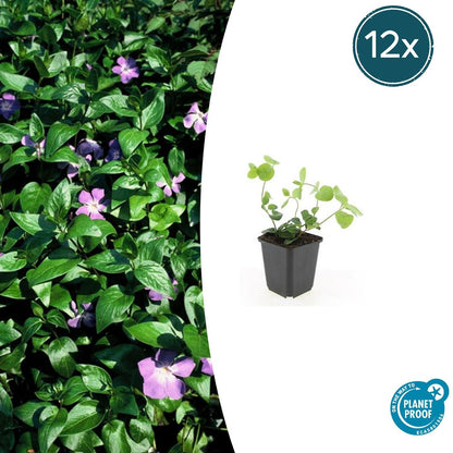 Großes Immergrün Vinca major – ↕10-25cm – Ø9cm – 6 Pflanzen – Immergrüner Bodendecker mit violett – blauen Blüten