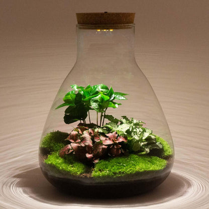 Flaschengarten Sam mit LED – DIY Bausatz Terrarium – ↕30cm – Do-It-Yourself Pflanzen-Set mit LED-Beleuchtung & Korkdeckel – Autarkes Ökosystem – Inkl. Coffea & Fittonia – Für Wohnung & Büro 