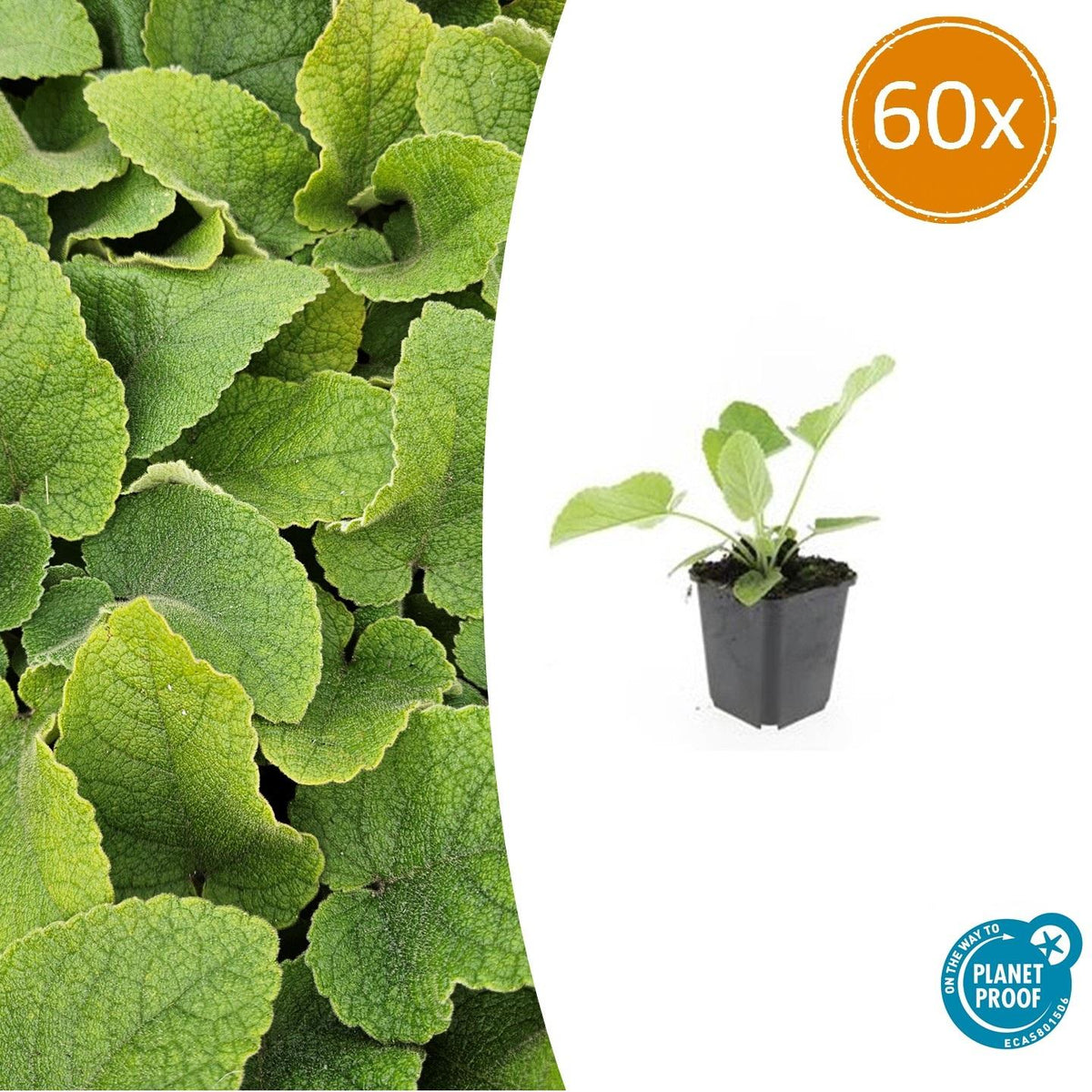 Russel Brandkraut Phlomis russeliana – ↕10-25cm – Ø9cm – Winterhart & Bienenfreundlich – Ansicht 36