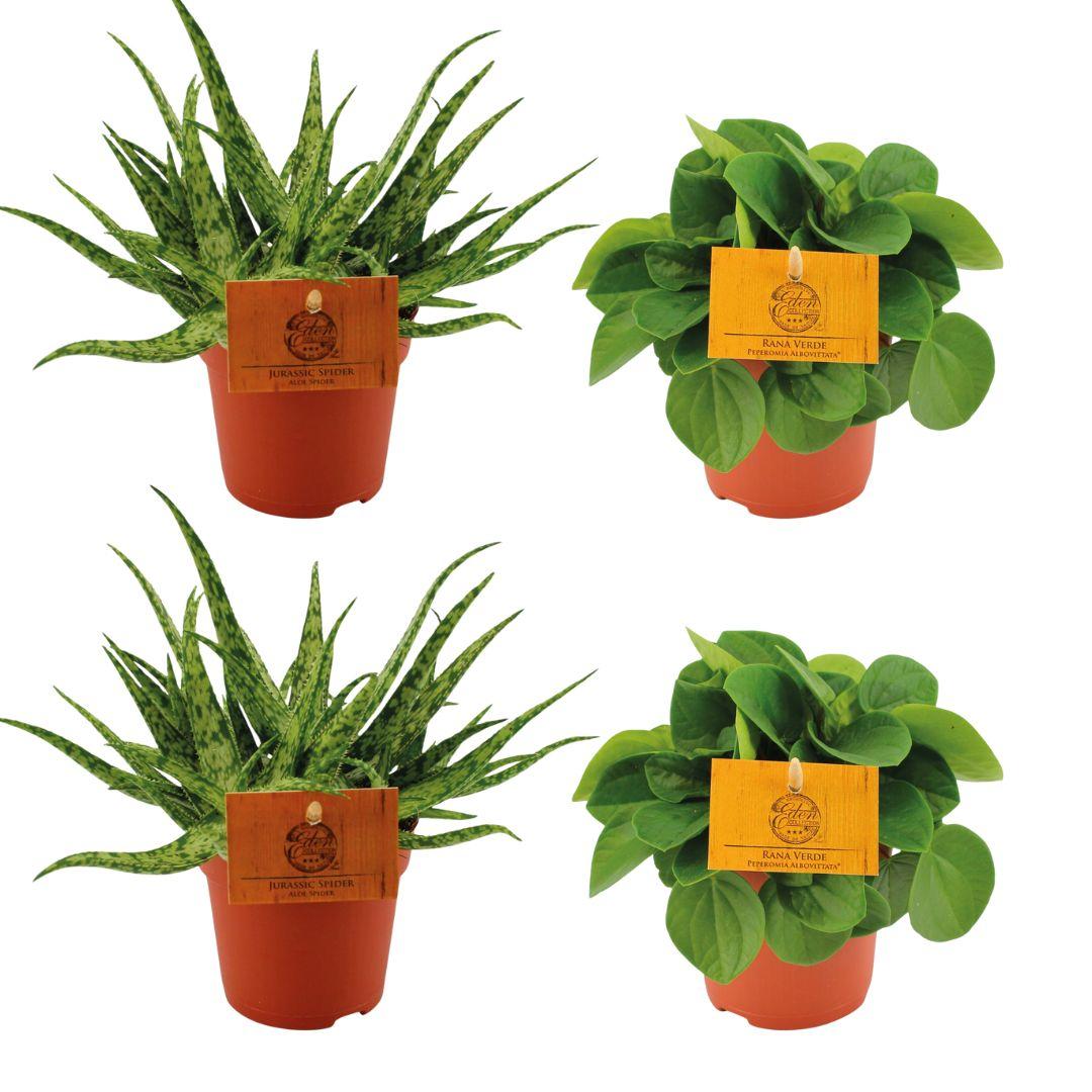 Zimmerpflanzen-Set – 2× Aloe Spider & 2× Peperomia Rana Verde – Ø10.5cm – Pflegeleichtes 4er-Set – Sukkulenten & Grünpflanzen für Zuhause & Büro 