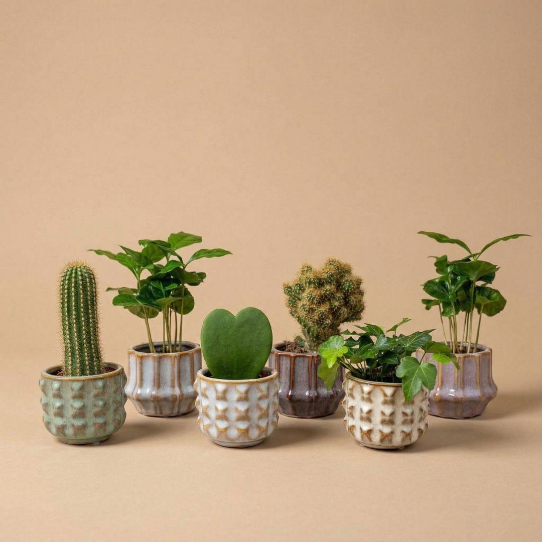 Pflanzen set von 6 mit topf set San Juan - Kaktus mix - Ø 6 cm 