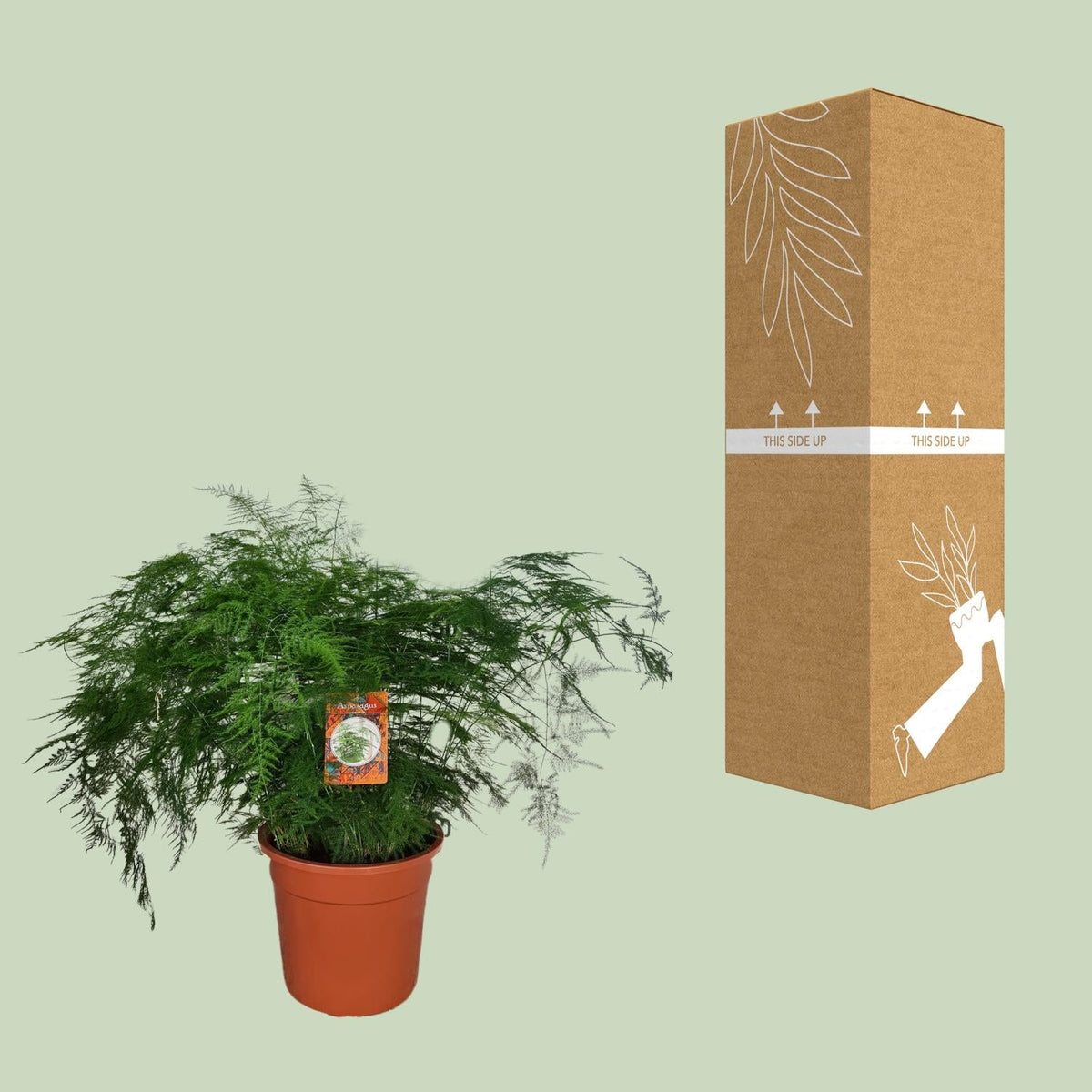 Spargelfarn – Asparagus Setaceus – Zimmerpflanze – Ø27cm – ↕70cm – Pflegeleicht & dekorativ – Luftreinigend 