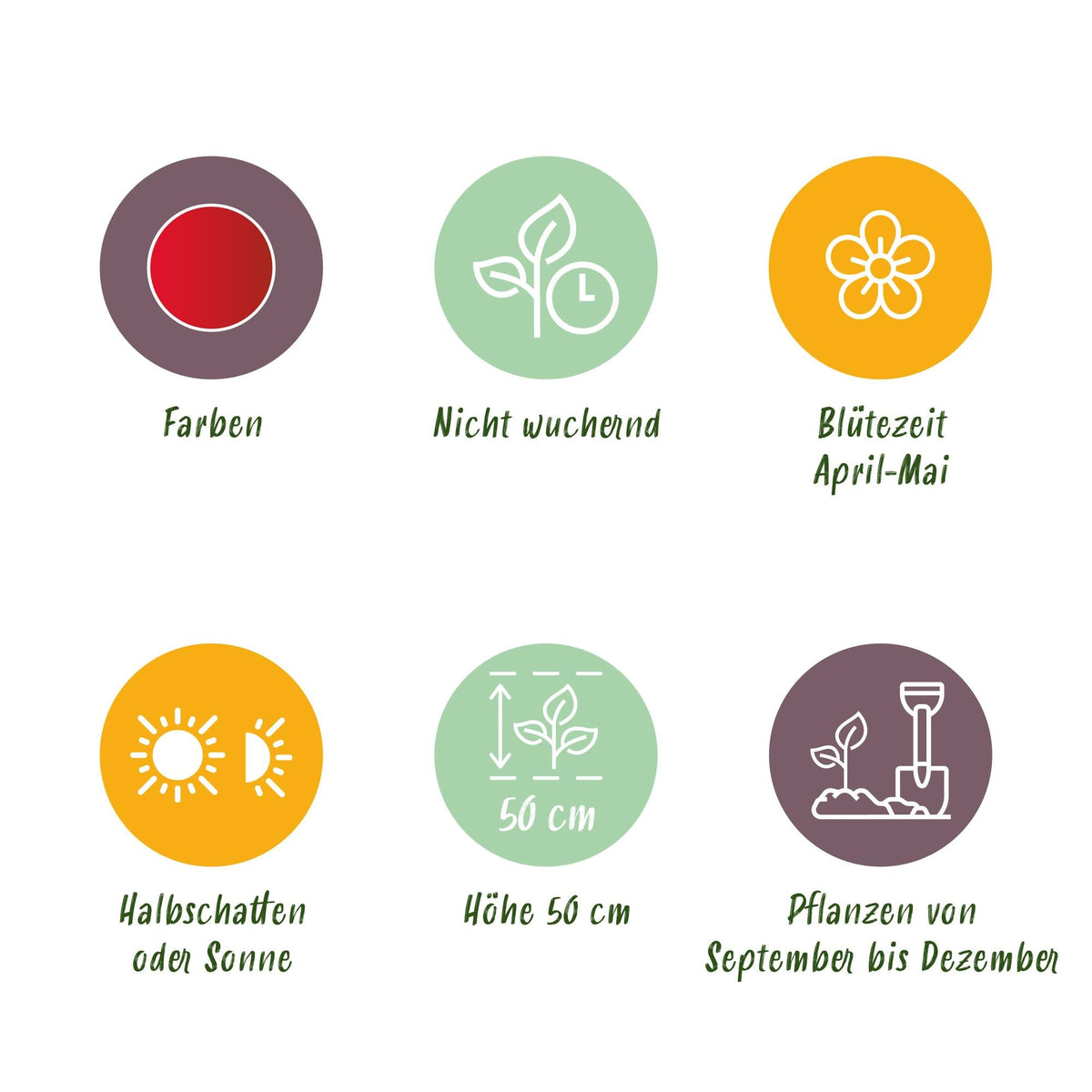 GreenboutiQ - Blumenzwiebeln - Tulp Triumph Red - Farbe Rot - 15 Stück - Zwiebelgröße 11/12 - XXL Pack 