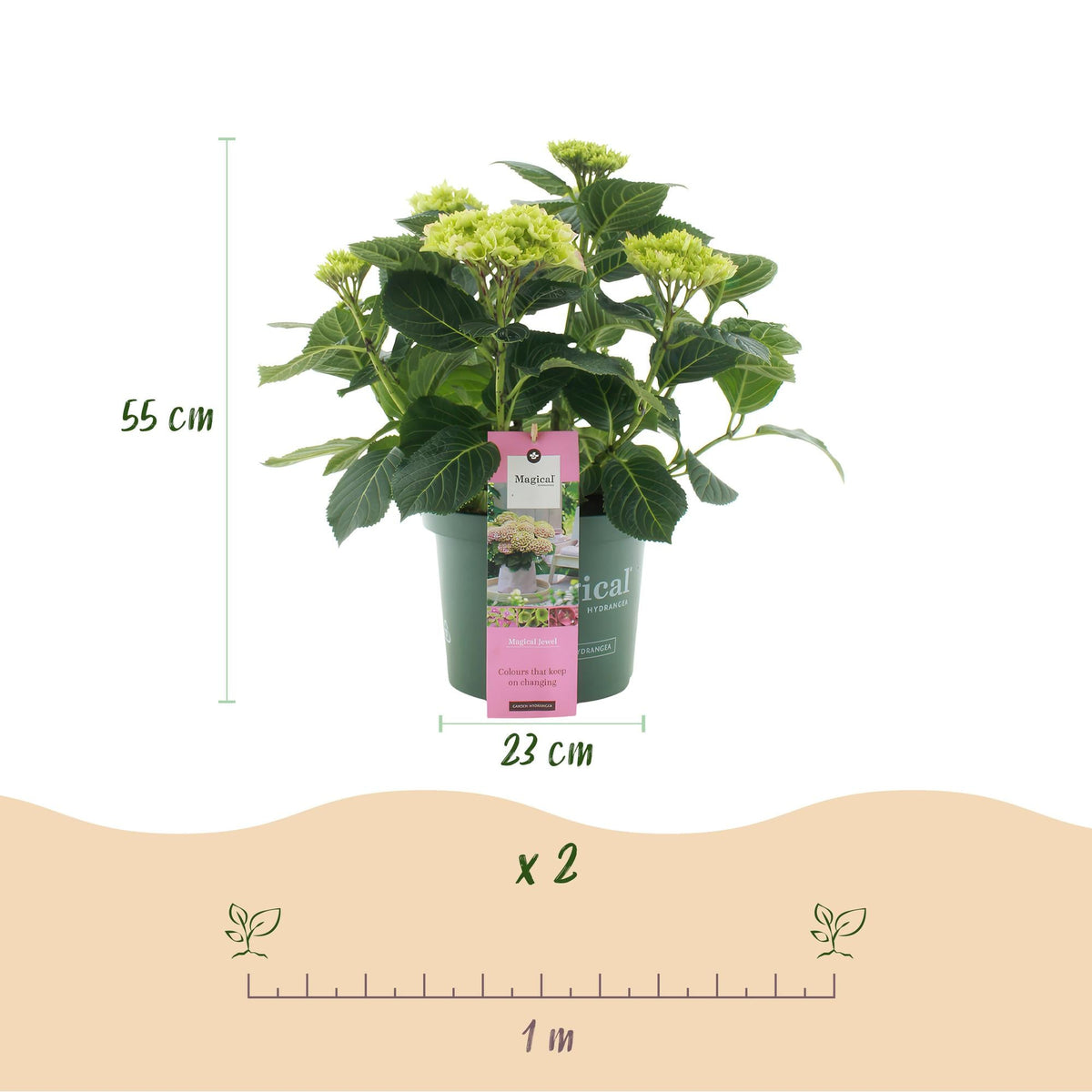 Hortensie Magical Jewel Pink – Hydrangea macrophylla – Rosa – Balkonpflanze – Im 23 cm Topf – Ca. 55 cm hoch – 6–10 Blüten – Für Balkon, Terrasse & Beet – Reichblühend & Farbakzent 