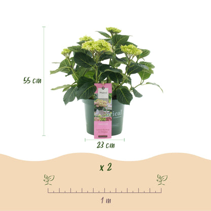 Hortensie Magical Jewel Pink – Hydrangea macrophylla – Rosa – Balkonpflanze – Im 23 cm Topf – Ca. 55 cm hoch – 6–10 Blüten – Für Balkon, Terrasse & Beet – Reichblühend & Farbakzent 