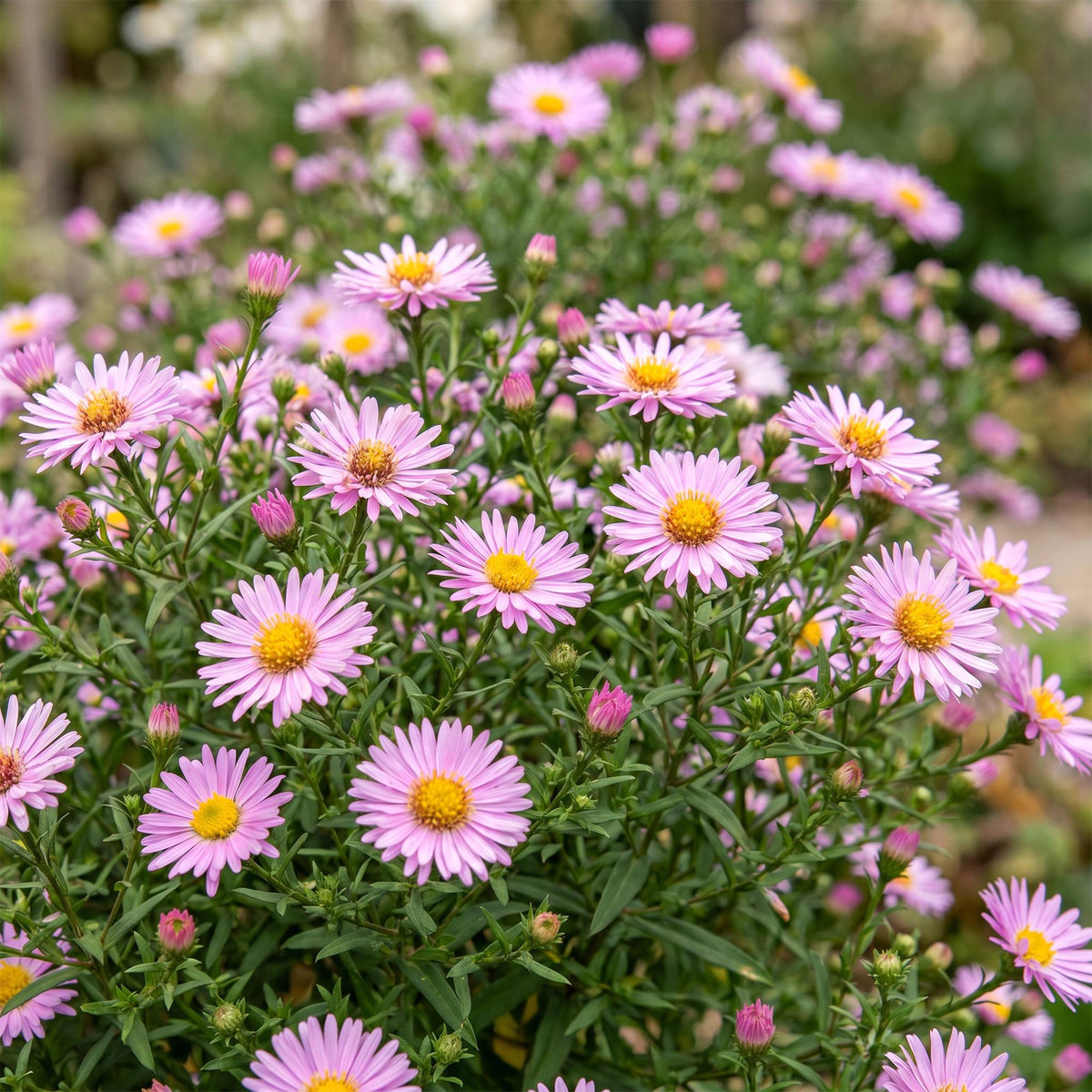 Kissenaster 'Wood's Pink' – Aster dumosus 'Wood's Pink' – Topf Ø11cm – Ansicht 5