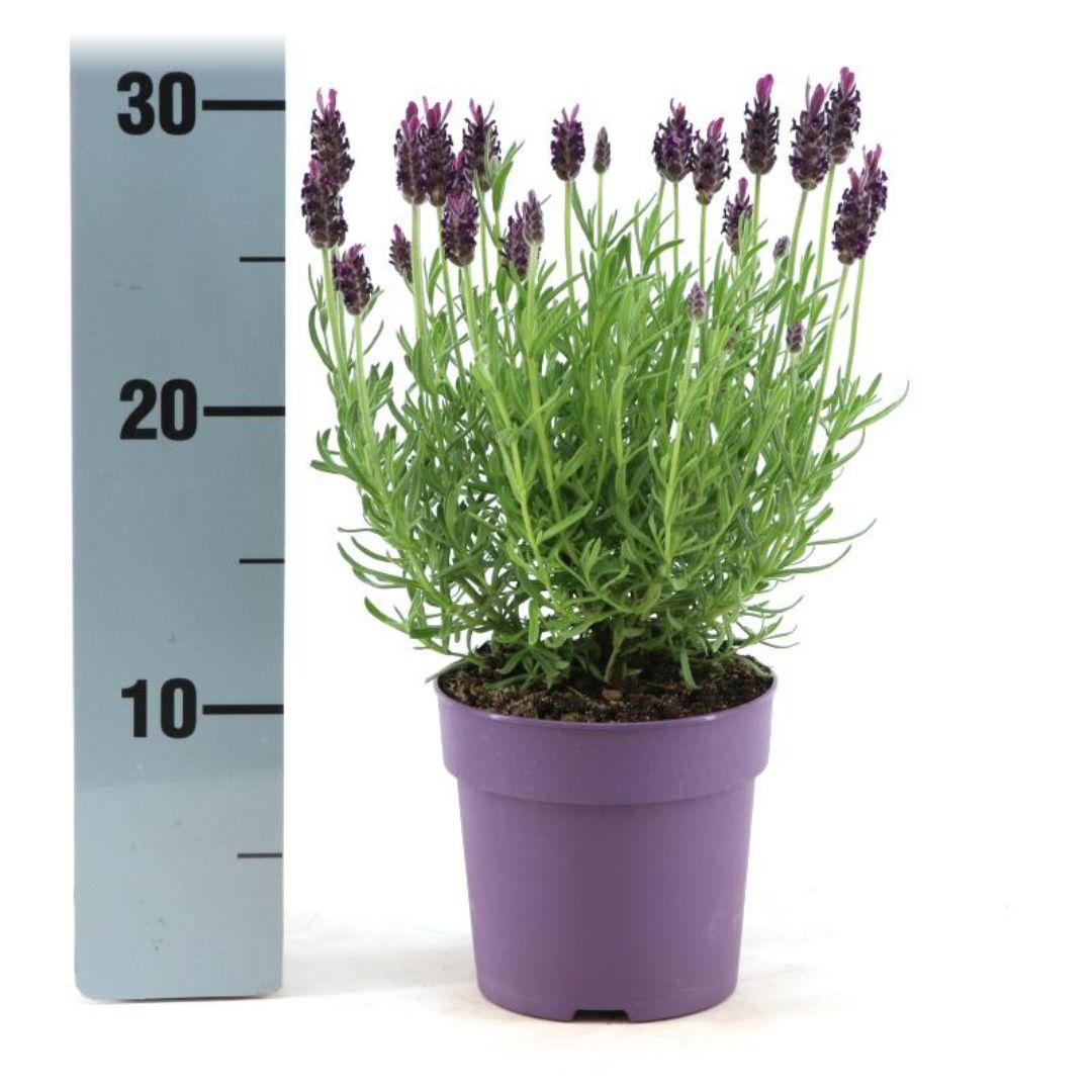 Echter Lavendel Lavandula stoechas Anouk – 6 Pflanzen – Duftender Schopflavendel – Ø12 cm – Winterhart – Für Garten, Terrasse & Balkon 