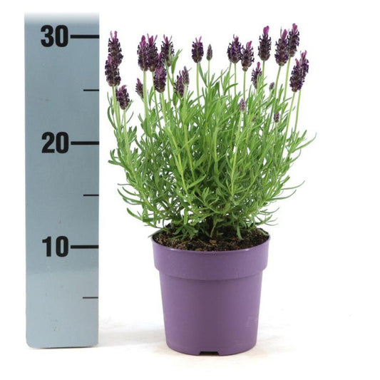Echter Lavendel Lavandula stoechas Anouk – 6 Pflanzen – Duftender Schopflavendel – Ø12 cm – Winterhart – Für Garten, Terrasse & Balkon 
