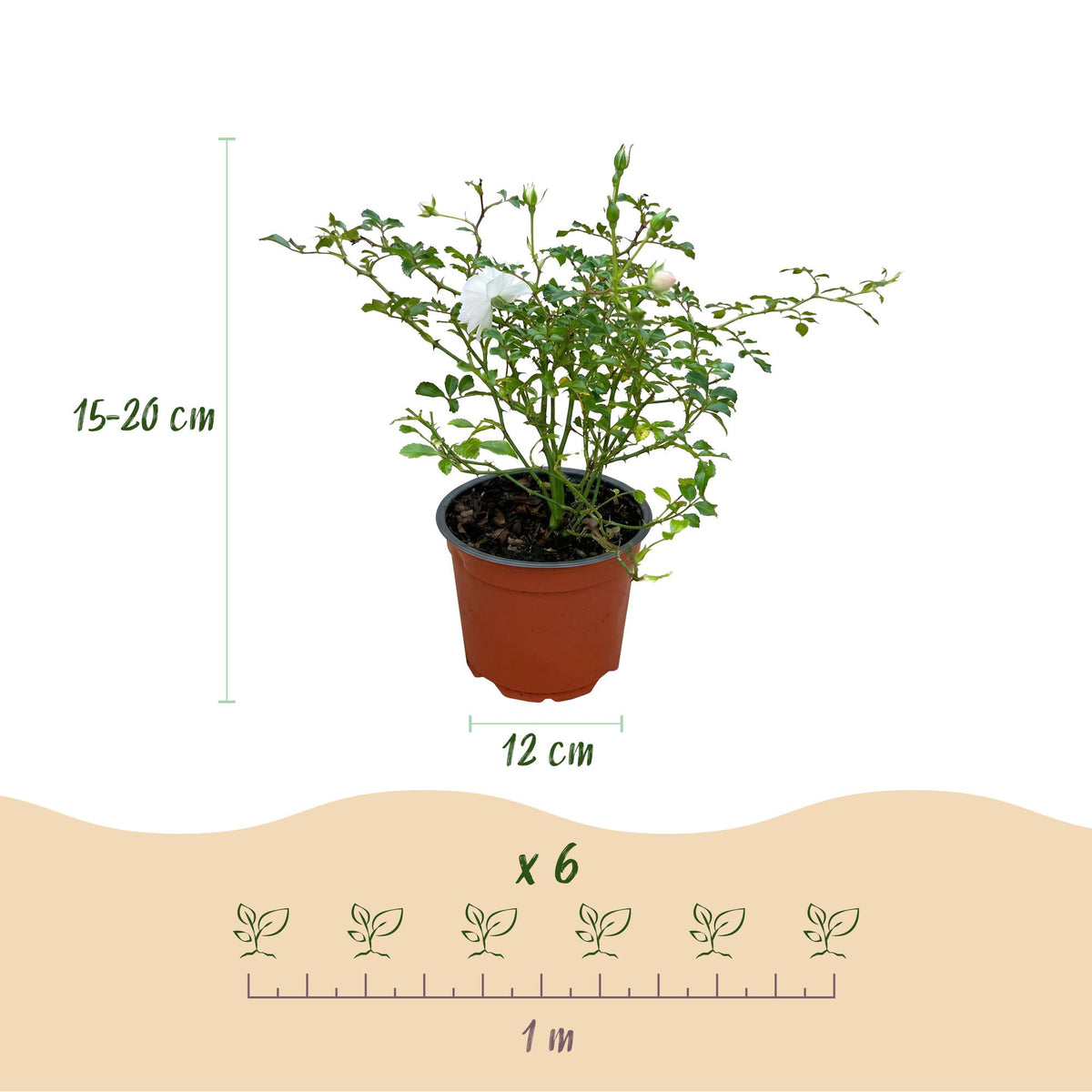 Green boutiQ - Gartenrose - Rosa White Fairy - Rose - Winterhart - Weiß - 3 Pflanzen - Topf 12cm - Höhe 20-25cm 
