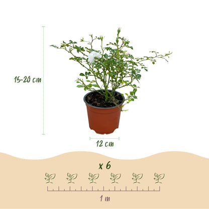 Green boutiQ - Gartenrose - Rosa White Fairy - Rose - Winterhart - Weiß - 3 Pflanzen - Topf 12cm - Höhe 20-25cm 