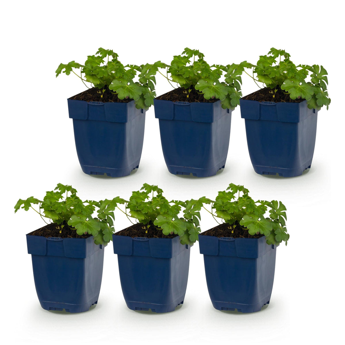 Storchschnabel 'Czakor' – Geranium macrorrhizum 'Czakor' – 6 Pflanzen – Topf Ø11cm – Ansicht 2