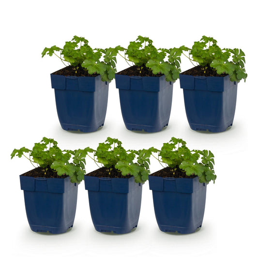 Storchschnabel 'Czakor' – Geranium macrorrhizum 'Czakor' – 6 Pflanzen – Topf Ø11cm – Ansicht 2