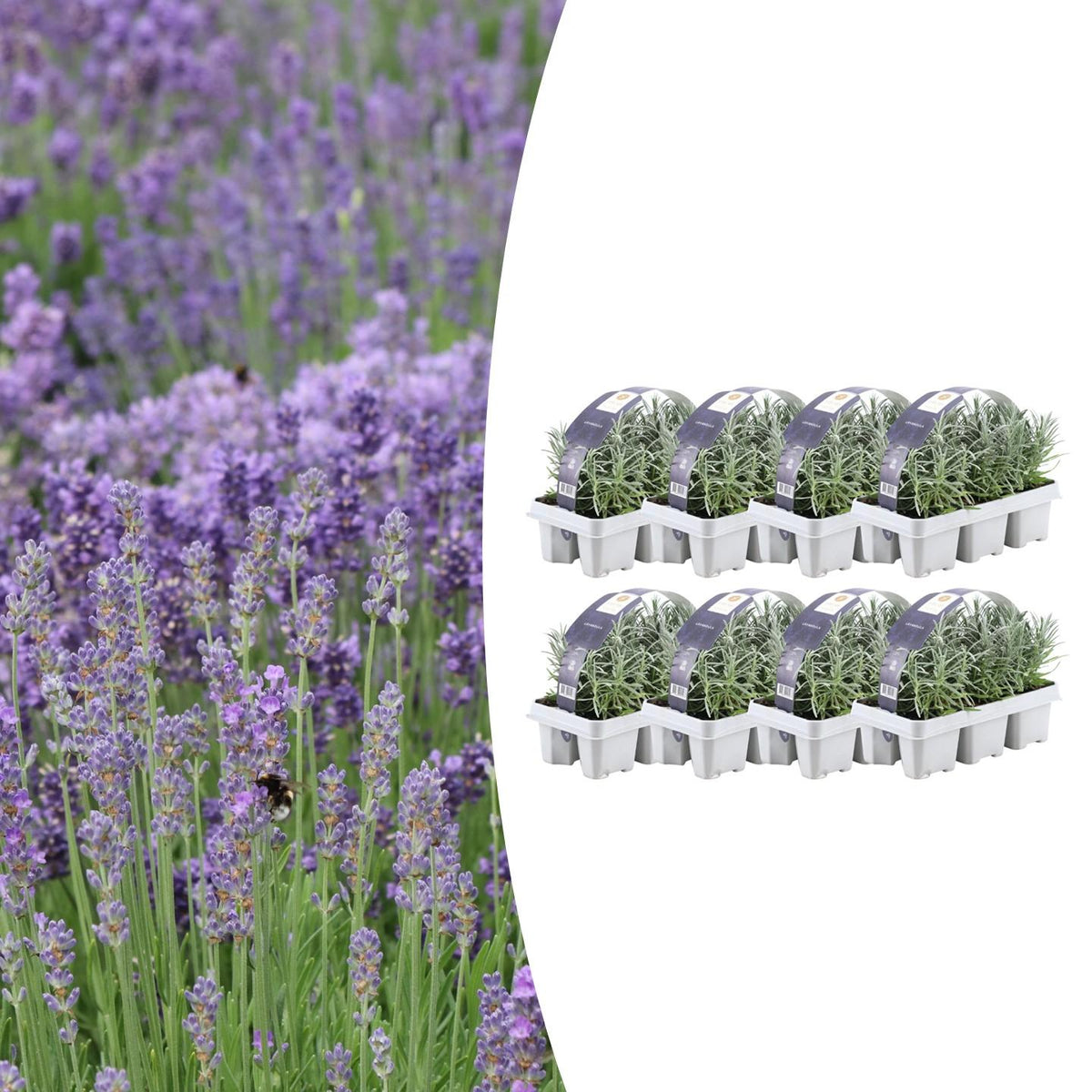 Echter Lavendel – Lavandula angustifolia – Ø7cm x H15cm – 48 Pflanzen – Duftend & pflegeleicht – Für Balkon, Terrasse & Beet – Mediterrane Schönheit 