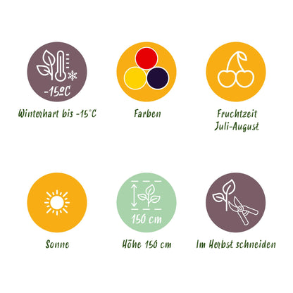 Obstpflanzen Set winterhart 3 Pflanzen Ø9cm Höhe30cm – Rote Johannisbeere Gelbe Himbeere Schwarze Brombeere – Ideal für Garten Beet Balkon & Terrasse 